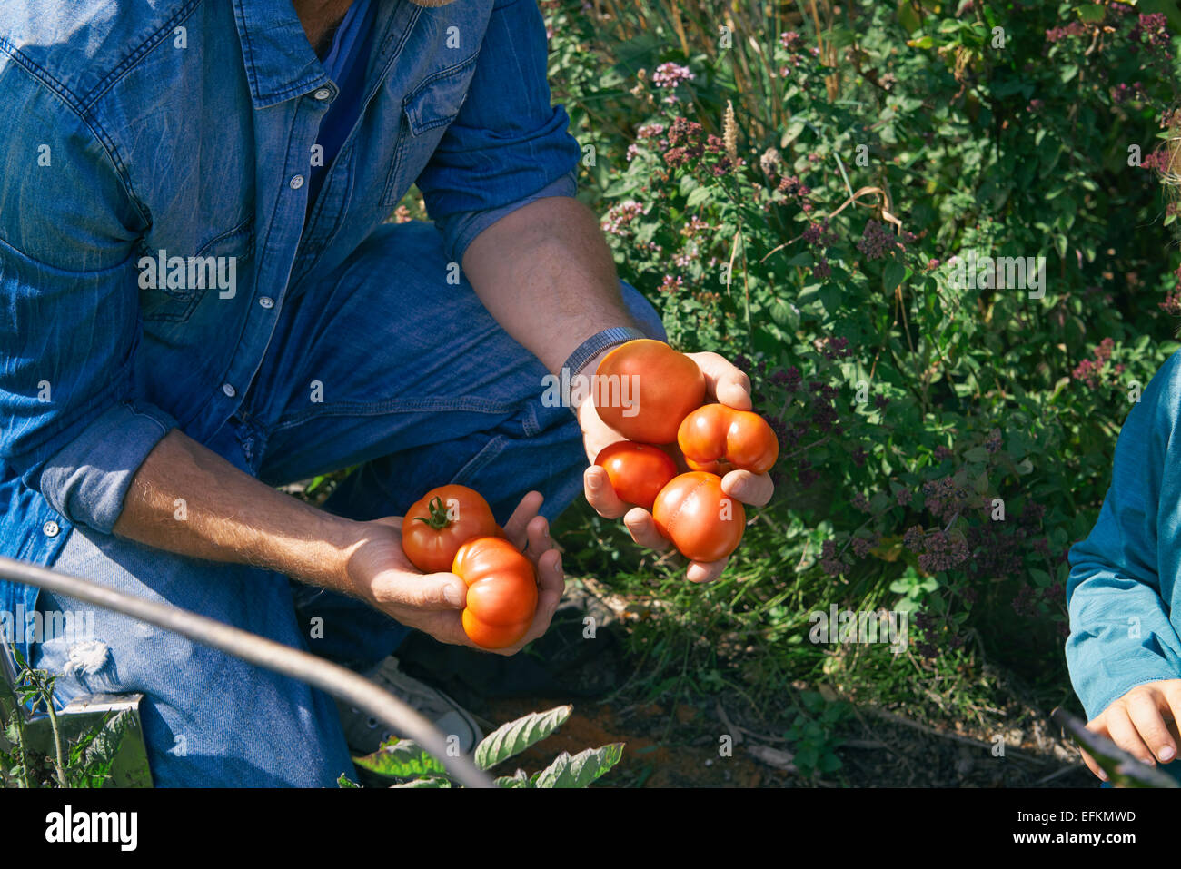 Cropped shot of father and son picking tomatoes on allotment Stock Photo