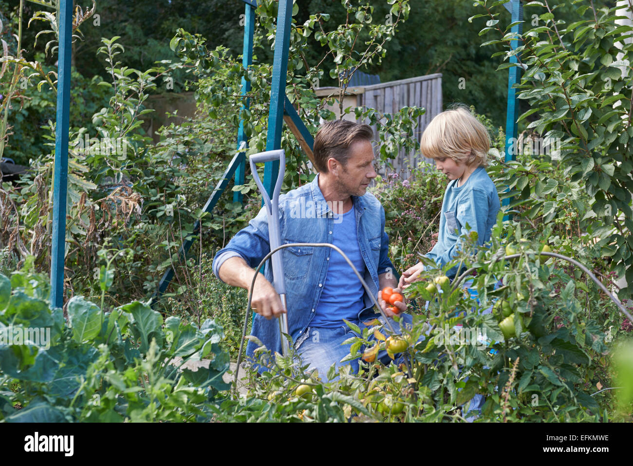 Father and son picking tomatoes on allotment Stock Photo