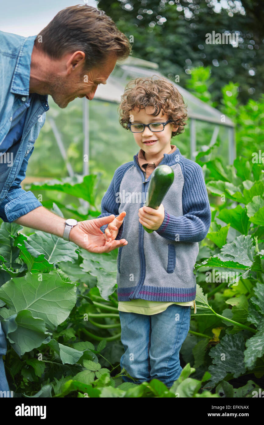 Father and son picking courgette on allotment Stock Photo