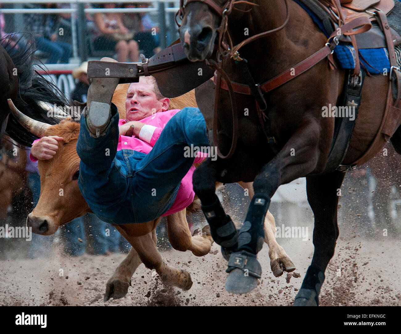 A cowboy grabs the steer by the horns during the Rodeo steer wrestling event on the opening day of 117th annual Cheyenne Frontier Days July 25, 2013 in Cheyenne, Wyoming. Stock Photo