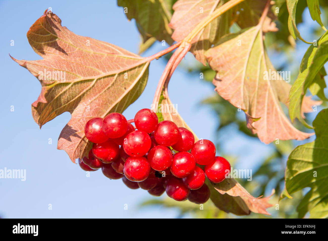 Red Ripe Berries A twig with ripe red berries Stock Photo - Alamy