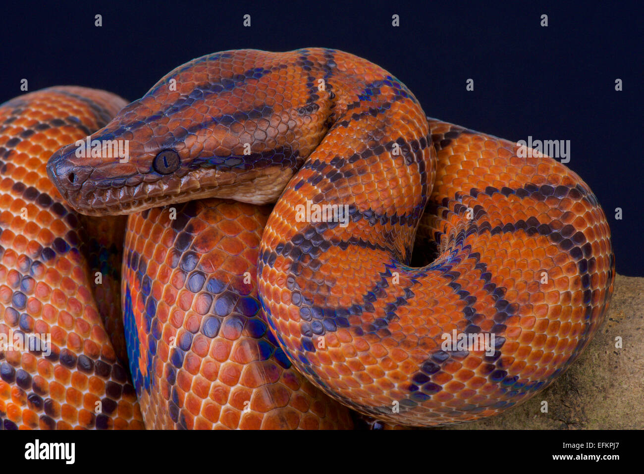 Brazilian rainbow boa / Epicrates cenchria cenchria Stock Photo