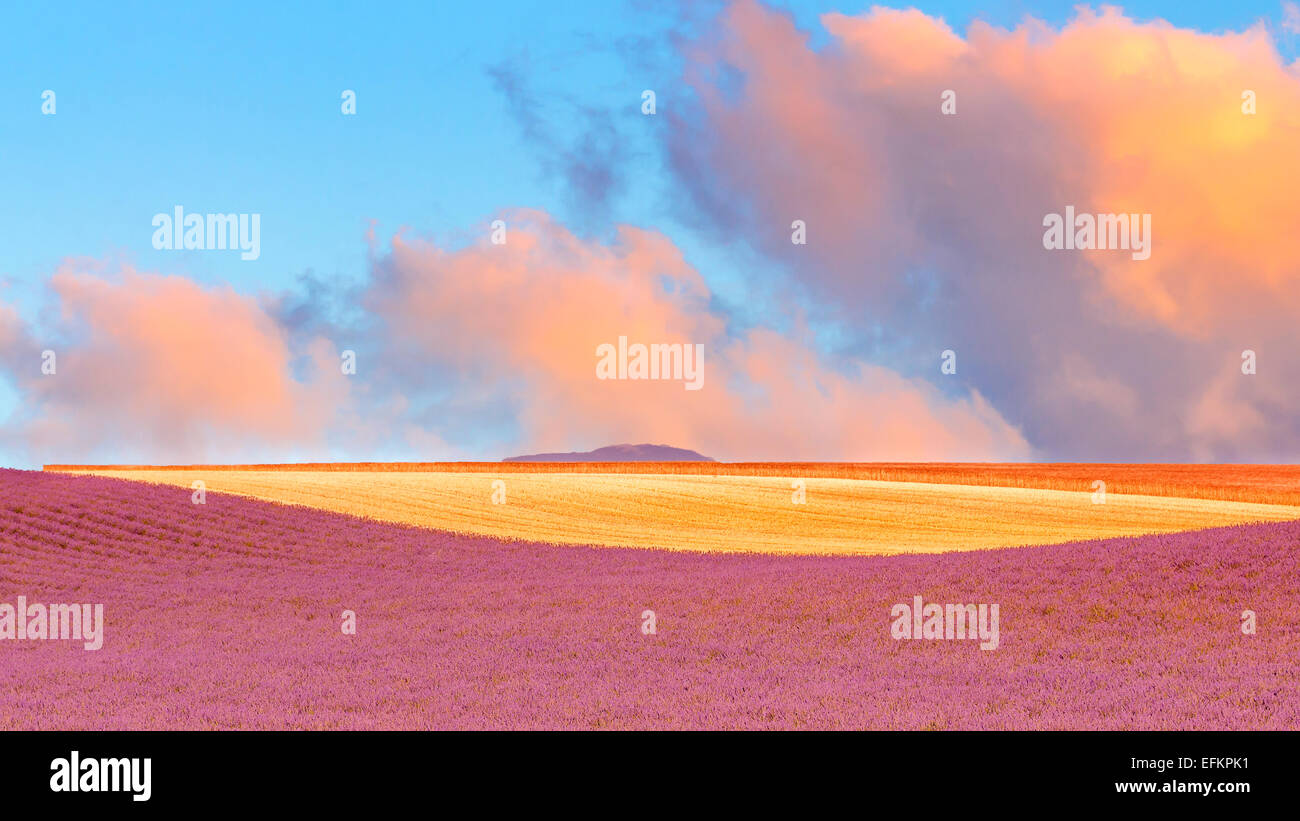 champs de lavande et champs de blé au lever de soleil pano , valensole haute provence france 04 Stock Photo