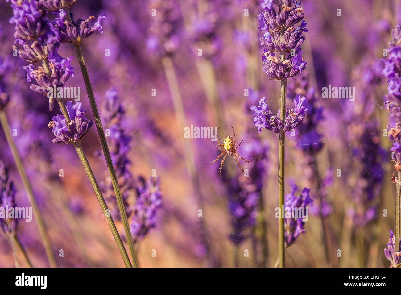 Brin De Lavande High Resolution Stock Photography And Images Alamy