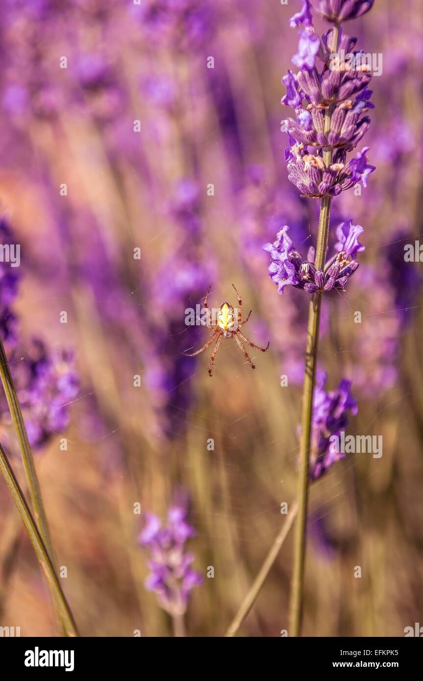 Brin De Lavande High Resolution Stock Photography And Images Alamy