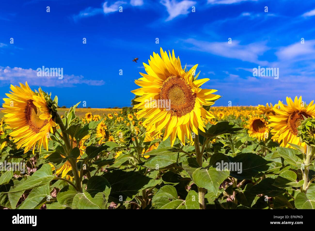champs de tournesols valensole haute provence france Stock Photo