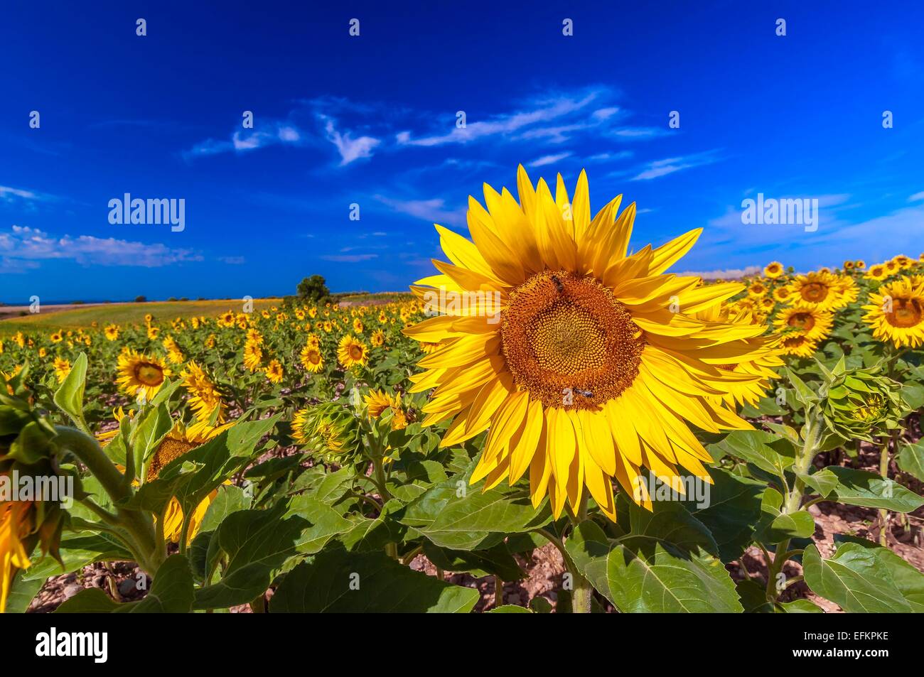 champs de tournesols valensole haute provence france Stock Photo