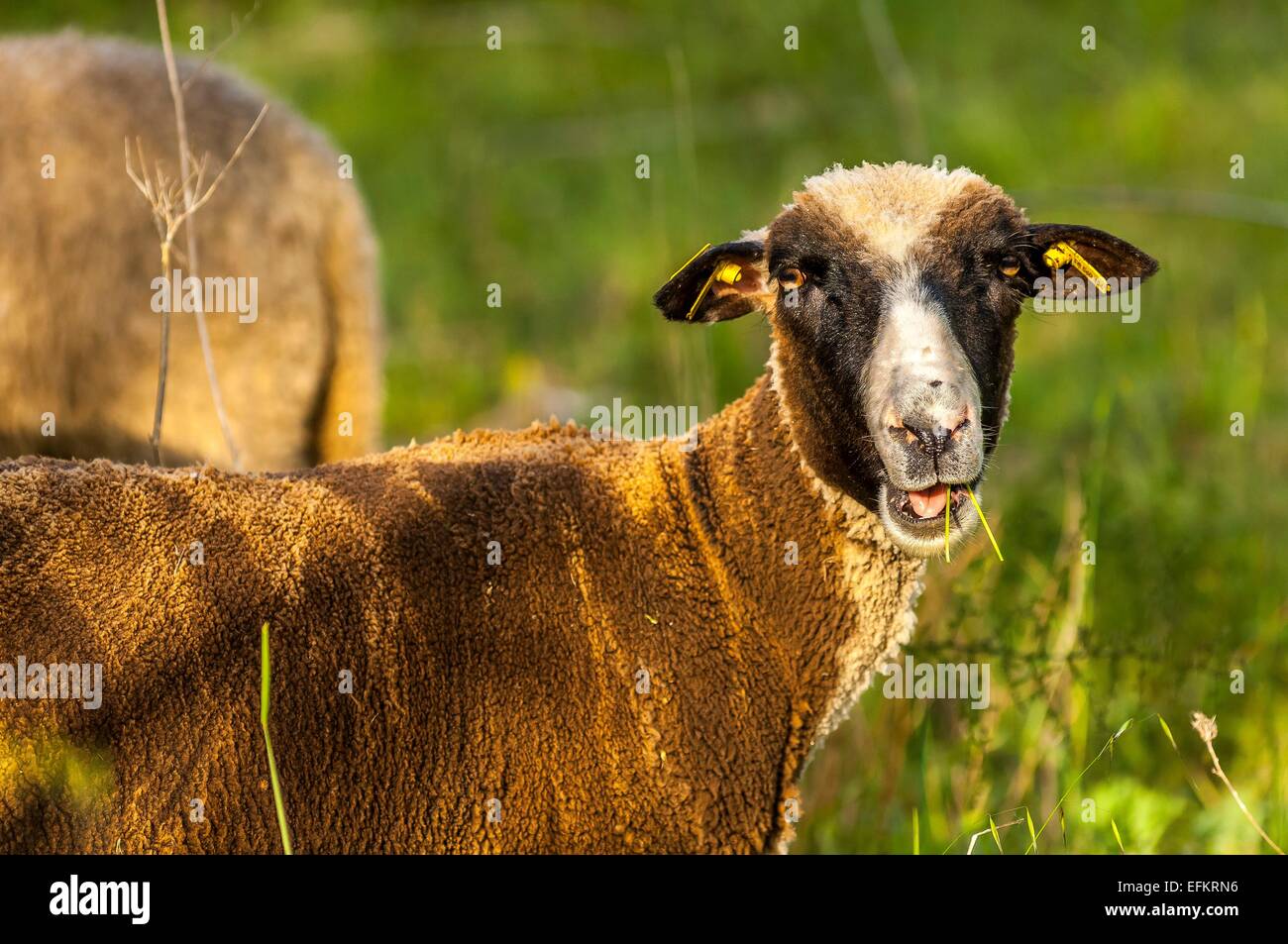 Brebis High Resolution Stock Photography And Images Alamy