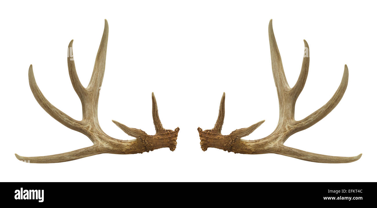 Two Deer Antlers Isolated on a White Background. Stock Photo