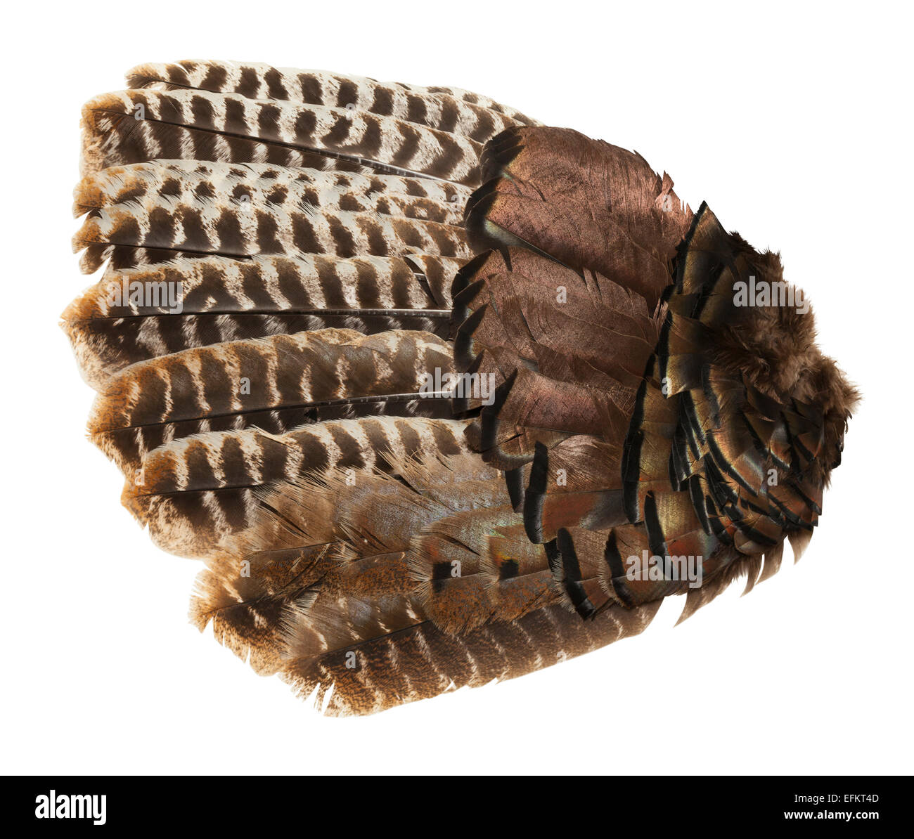 Brown and Grey Open Bird Wing Isolated on White Background. Stock Photo