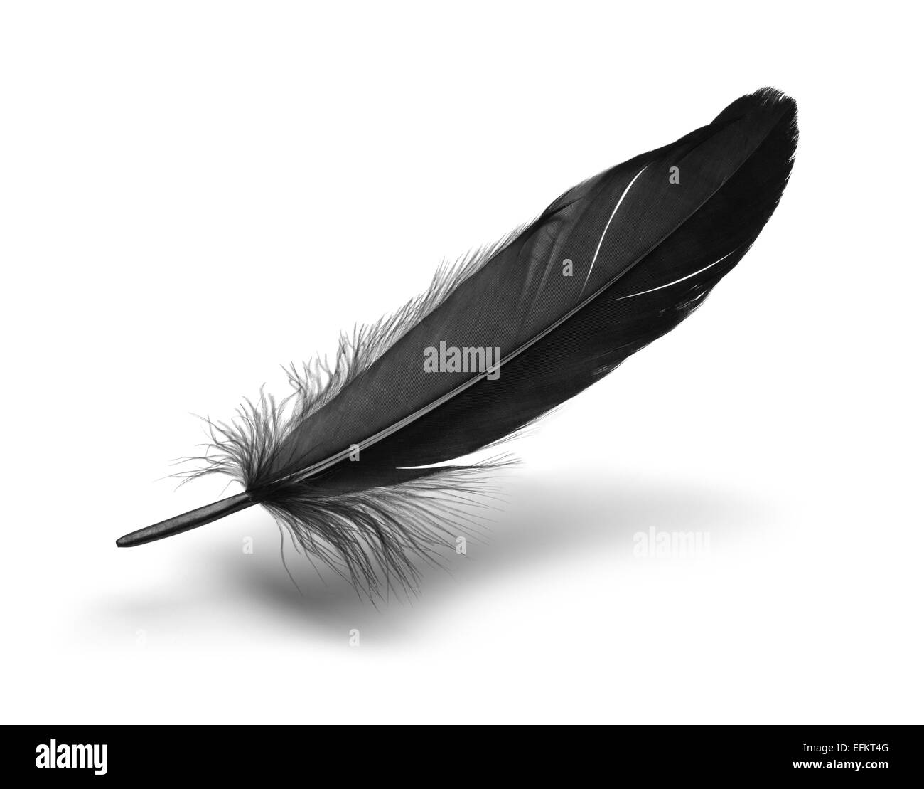 Single Black Floating Feather Isolated on White Background. Stock Photo