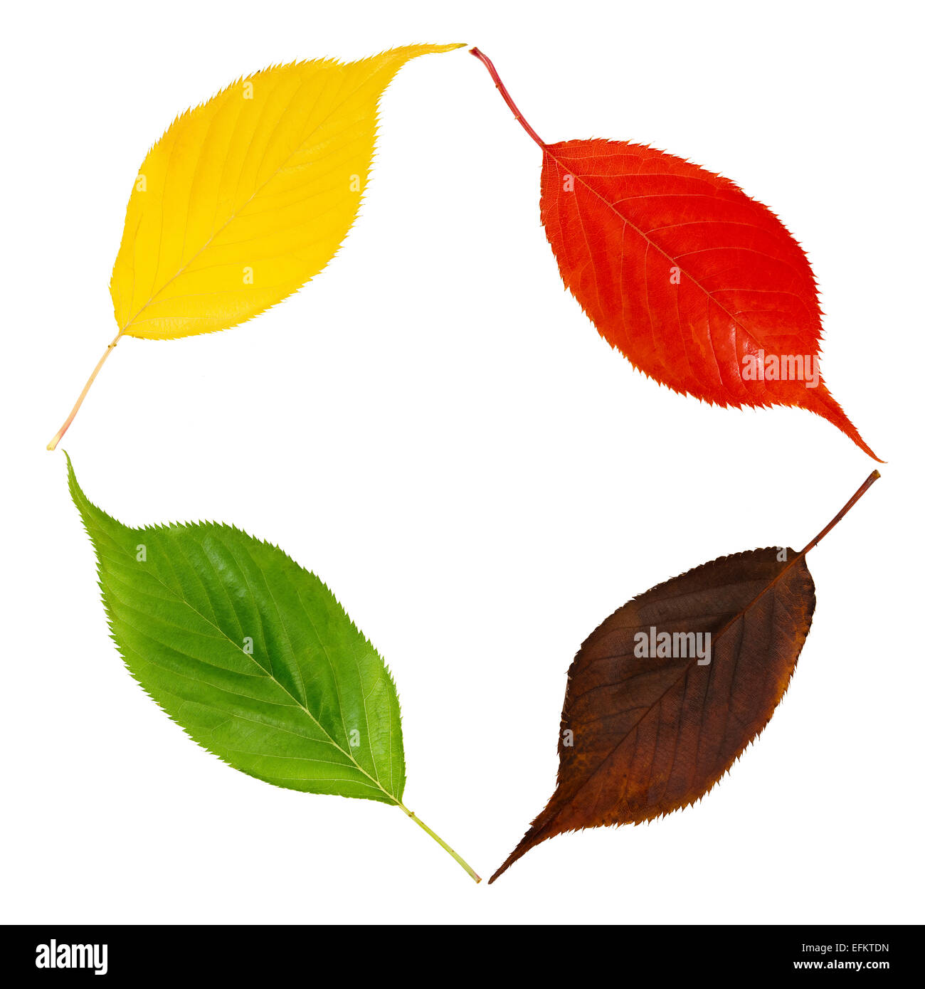 recycling recycle concept changing change of seasons concept seasonal colours colors coloured colored cherry leaves Stock Photo