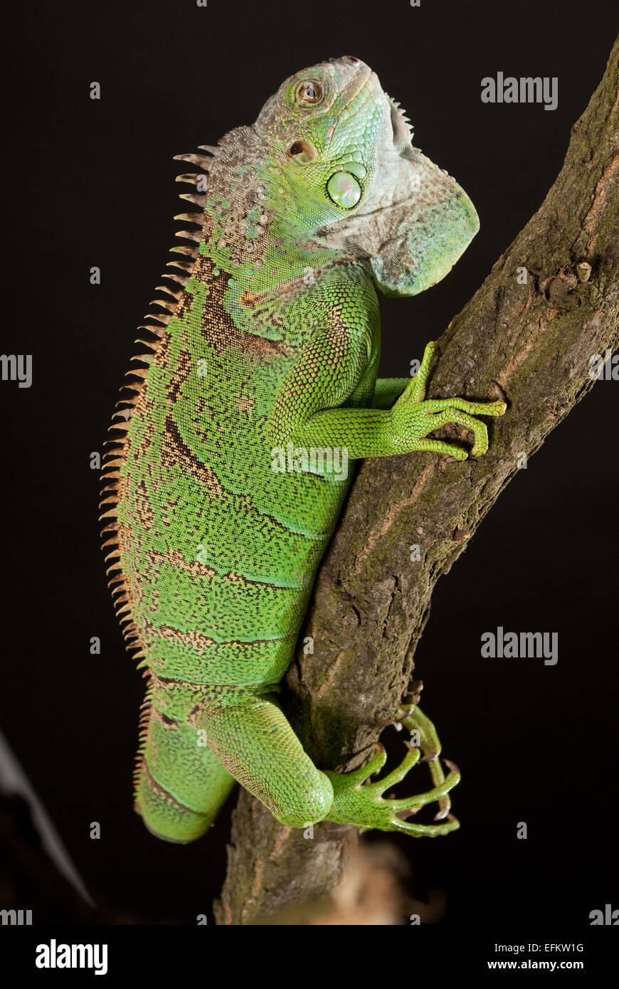 iguana closeup, on black background Stock Photo