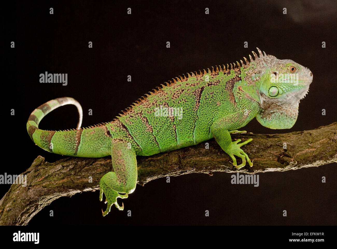 iguana closeup, on black background Stock Photo