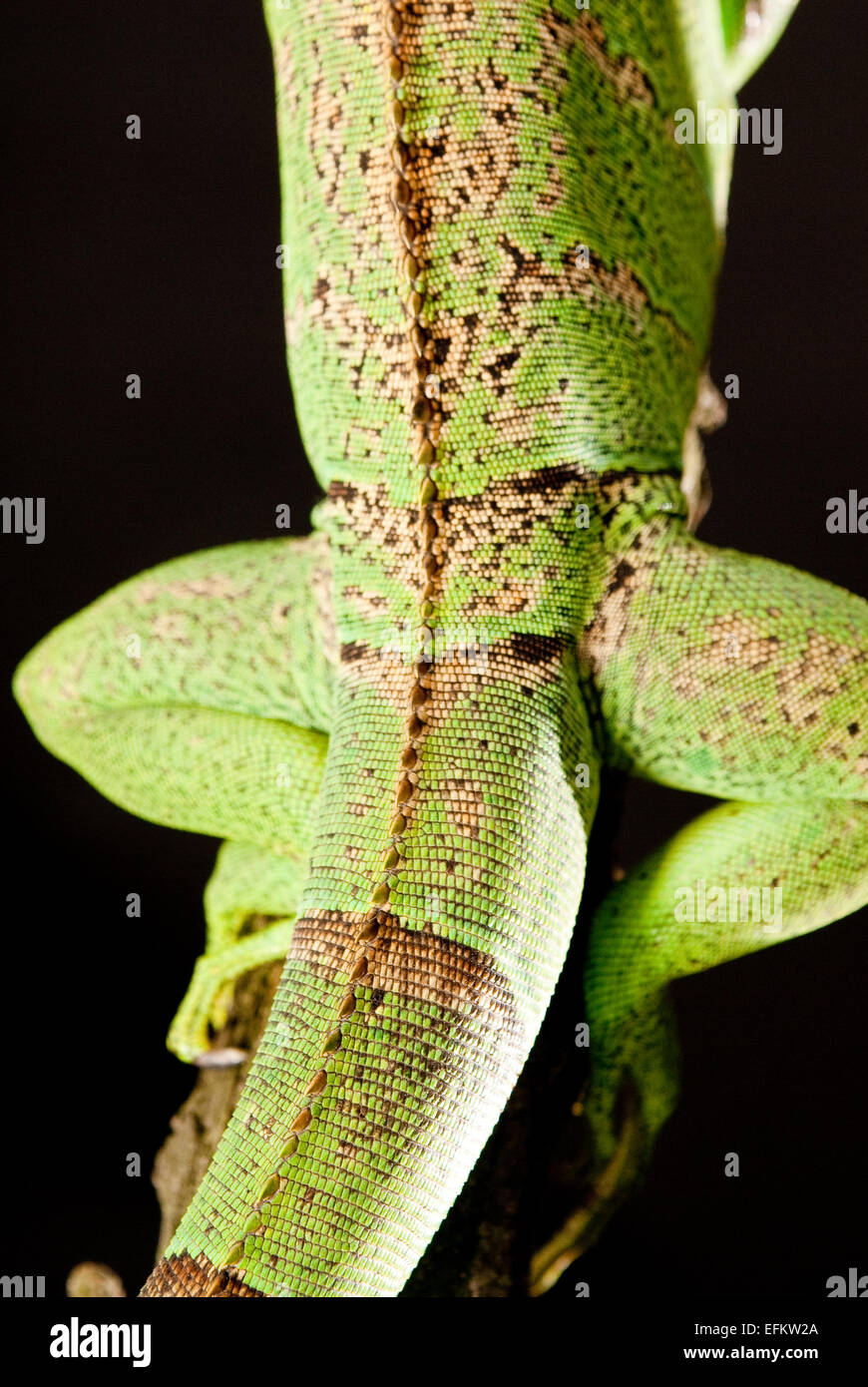 iguana closeup, on black background Stock Photo
