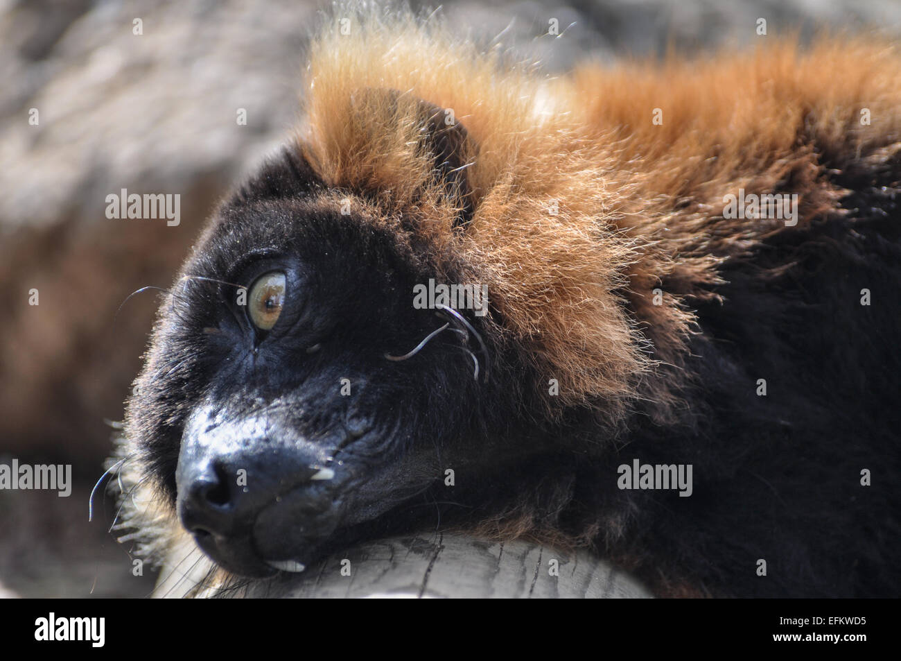 Red lemur sunbathing on a log Stock Photo