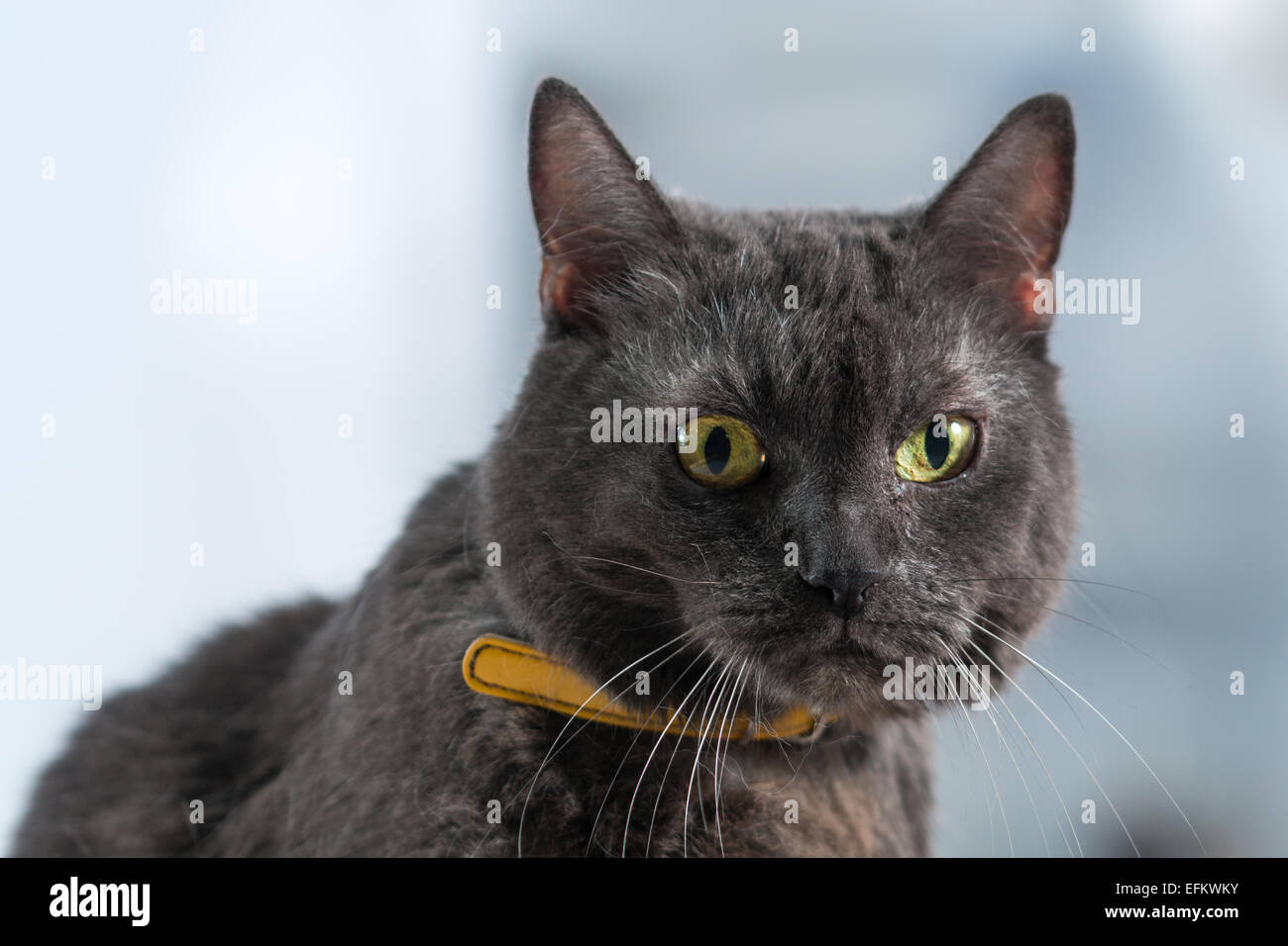 Beautiful cat Stock Photo