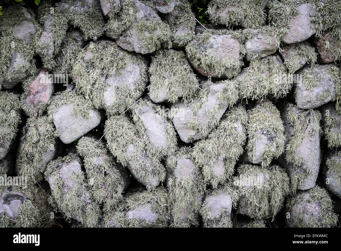 Detail of dry stone wall covered in lichens Stock Photo