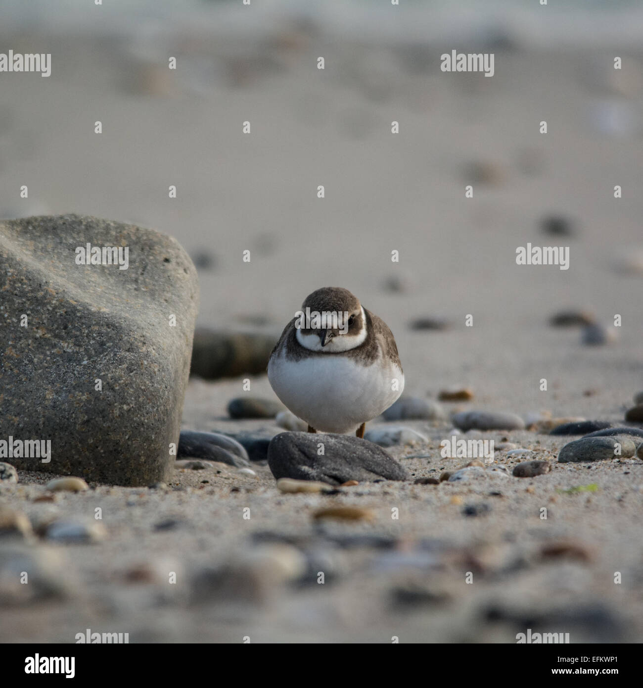 Ringed Plover hiding behind a rock Stock Photo