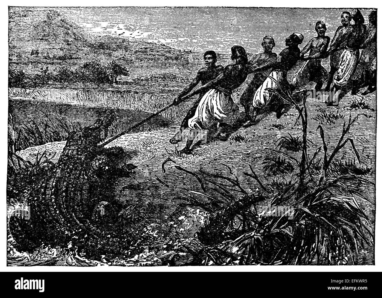 крокодилы на руси