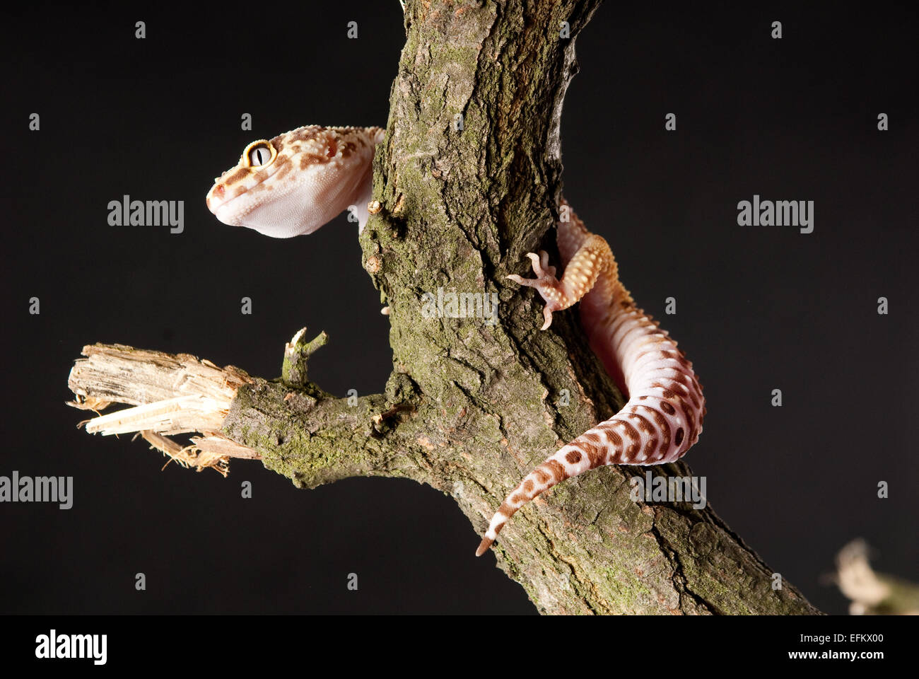 Gecko reptile on green leaf and glass globe Stock Photo