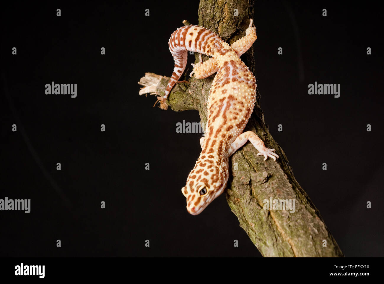 Gecko reptile on green leaf and glass globe Stock Photo