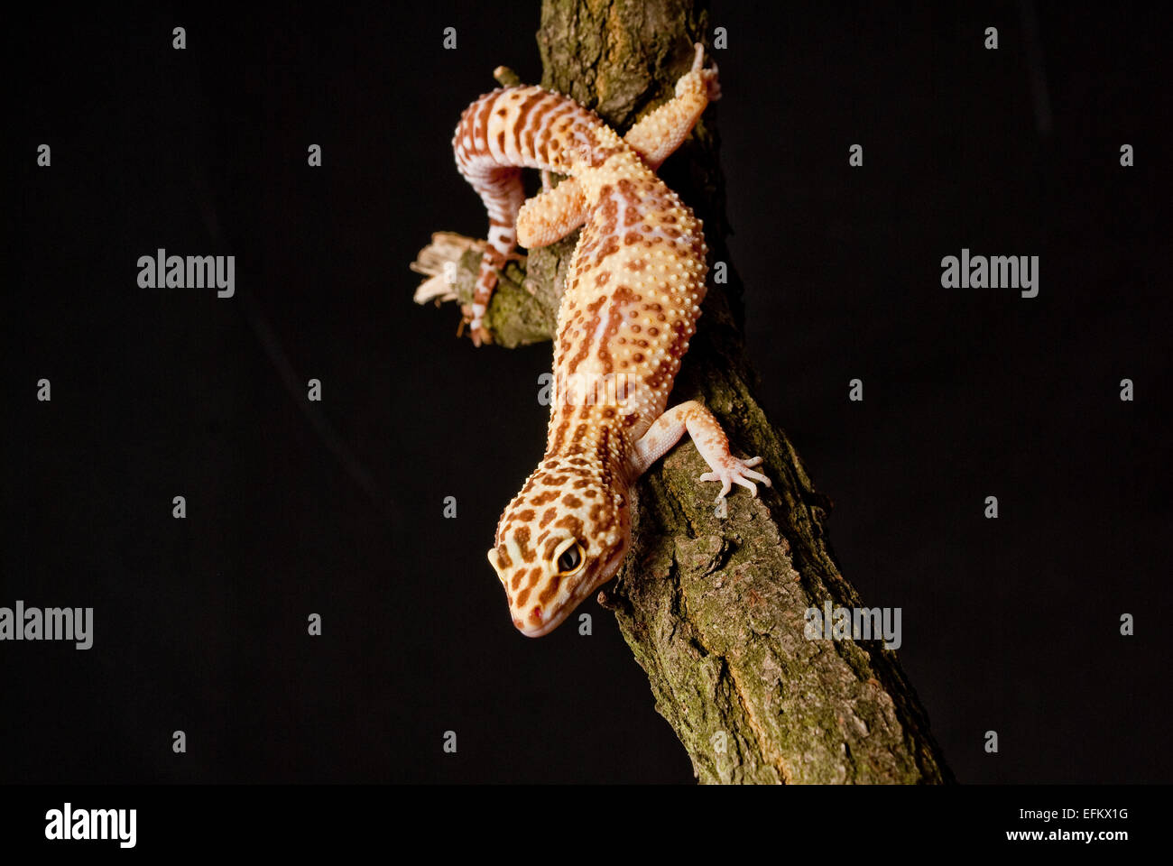 Gecko reptile on green leaf and glass globe Stock Photo