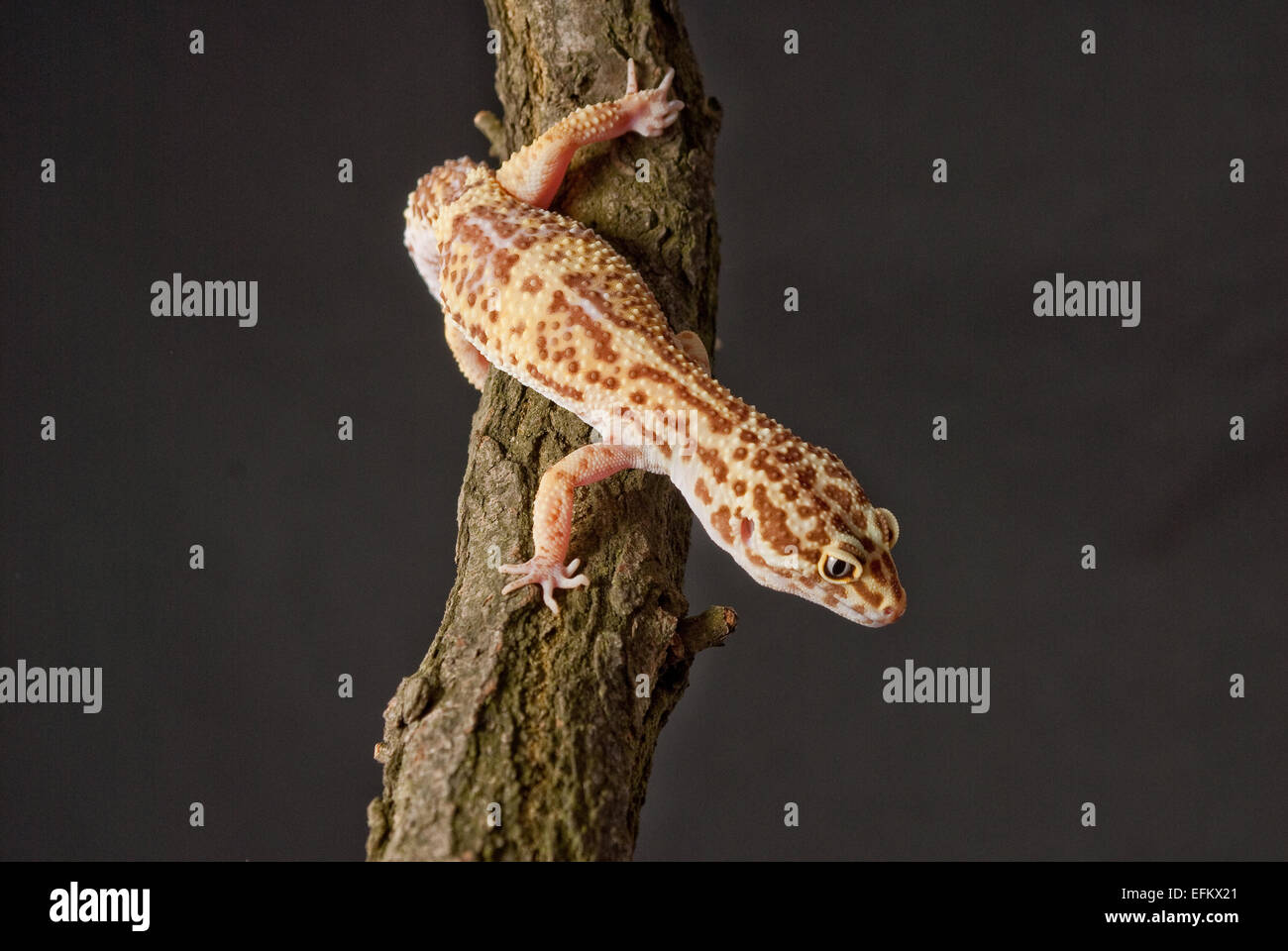 Gecko reptile on green leaf and glass globe Stock Photo