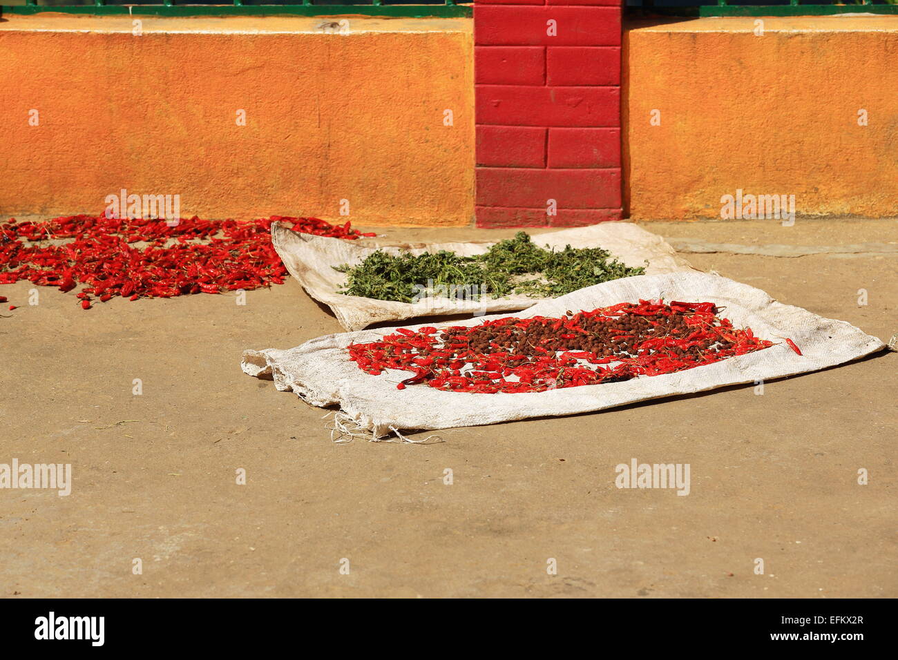 Raw food sundrying -red chili peppers-capsicum rudraksha seeds-elaeocarpus ganitrus and herbs- spread on the floor. T.T.Yangtse Stock Photo