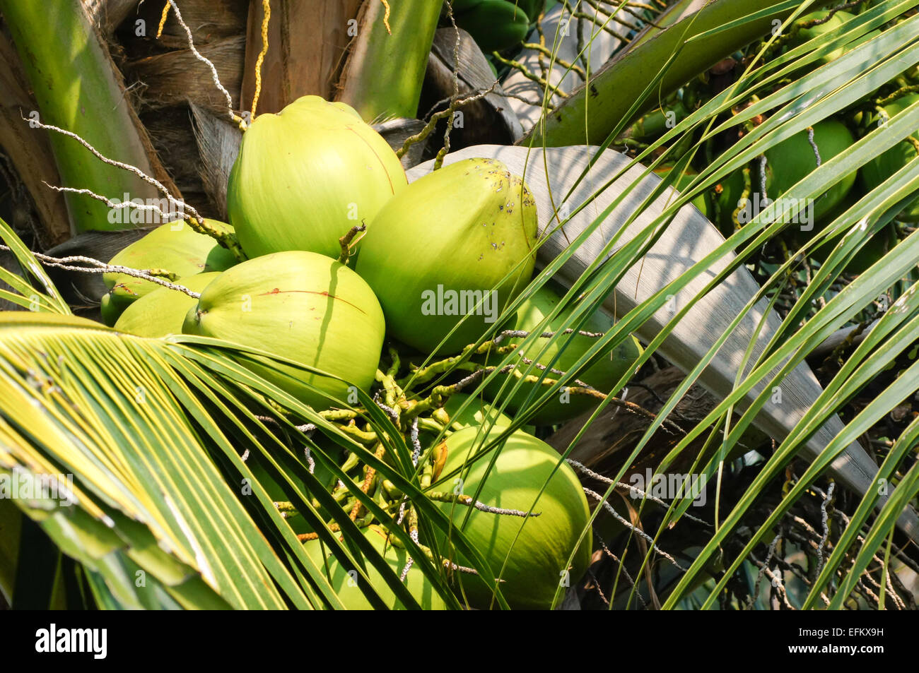 Young green coconuts on a tree in Perhentian Islands, Malaysia Stock
