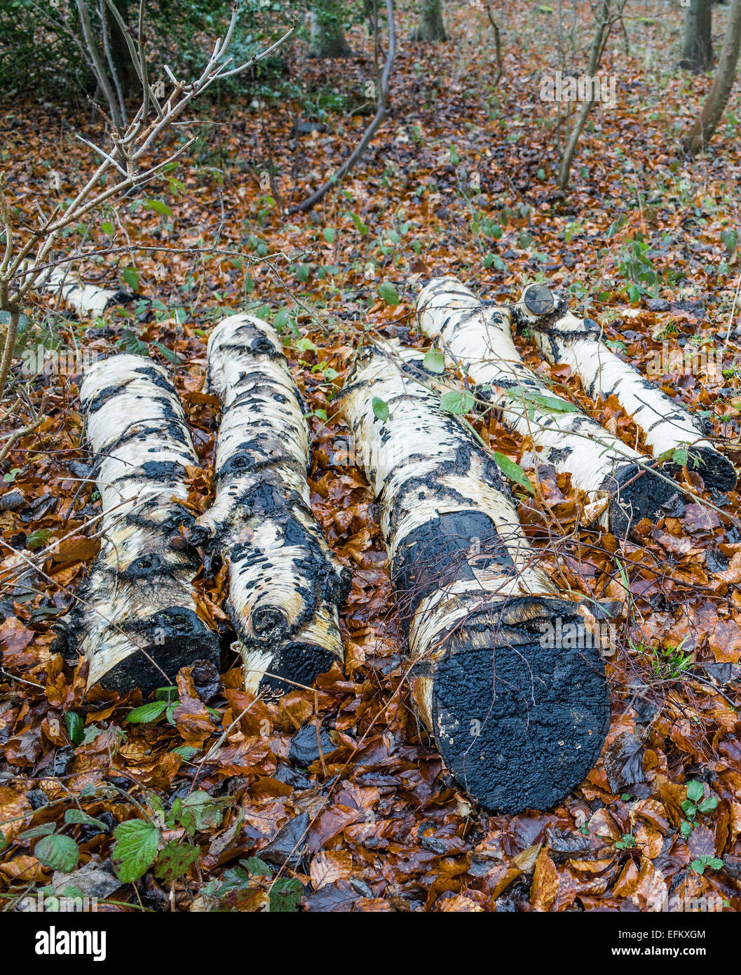 A cut down silver birch chopped into logs lying sid by side on a bed of