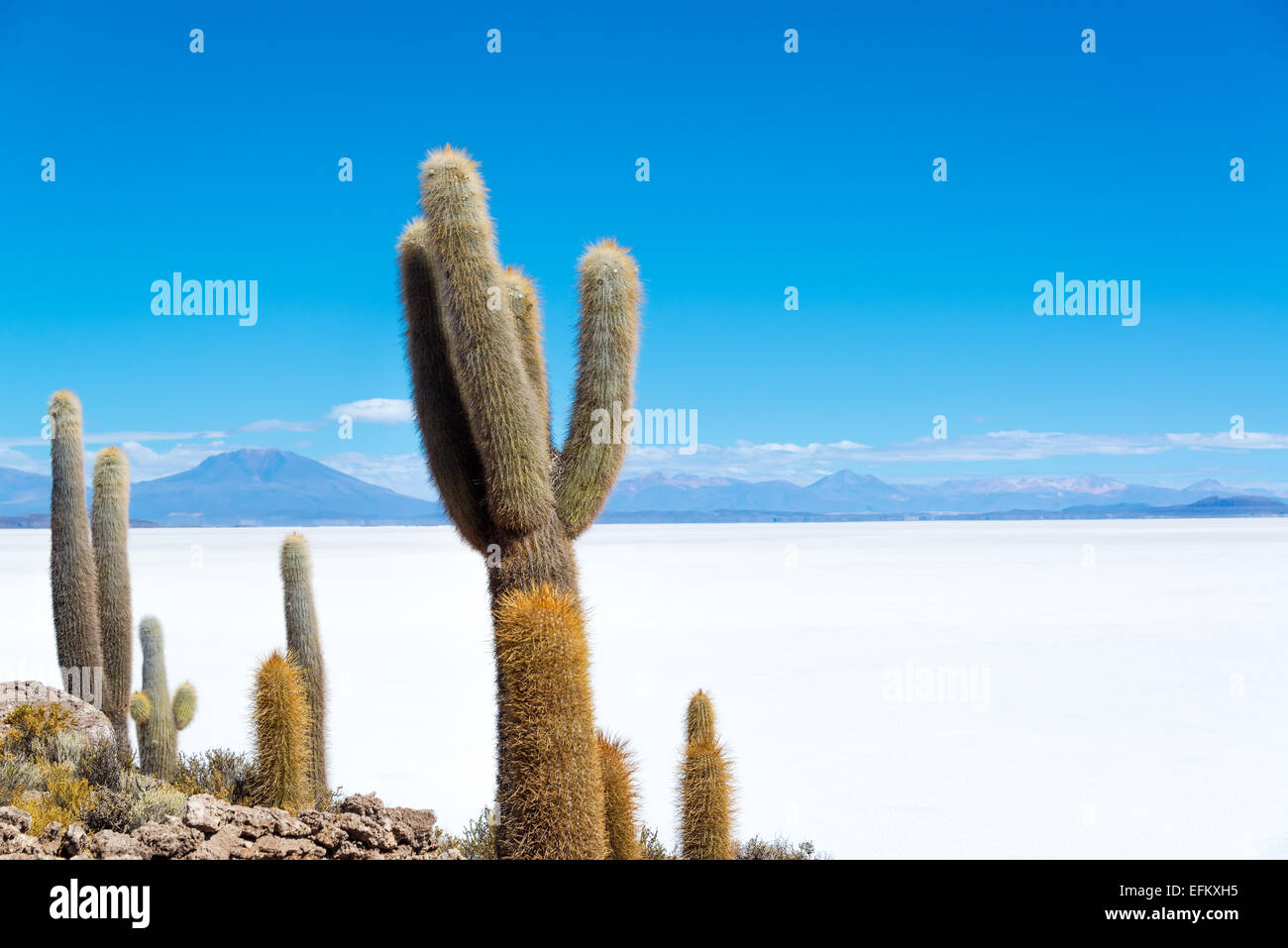 Cactus on Island Incahuasi with the Uyuni Salt Flats visible below in Bolivia Stock Photo