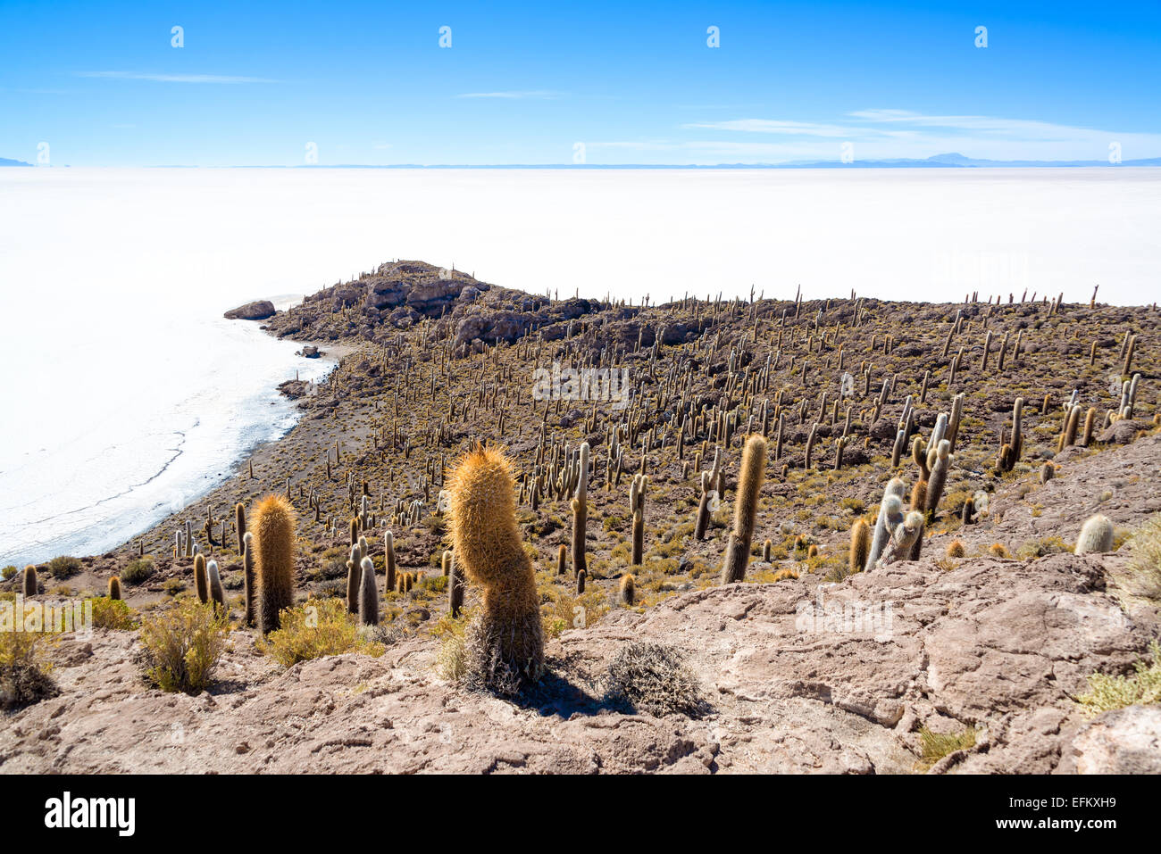 View of cactus covering Island Incahuasi with the Uyuni Salt Flats stretching out below in Bolivia Stock Photo