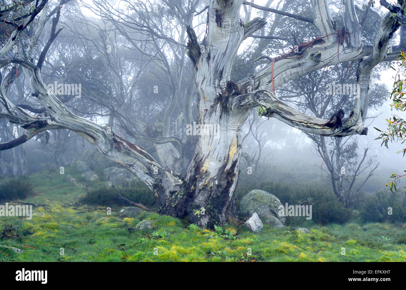 Australia: Snow Gums in mist, Snowy Mountains, NSW Stock Photo