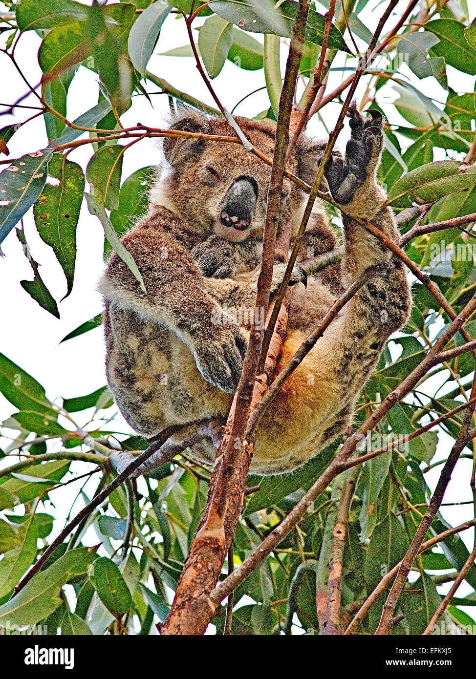 Australia: Koala (Phascolarctus cinereus) asleep in tree Stock Photo