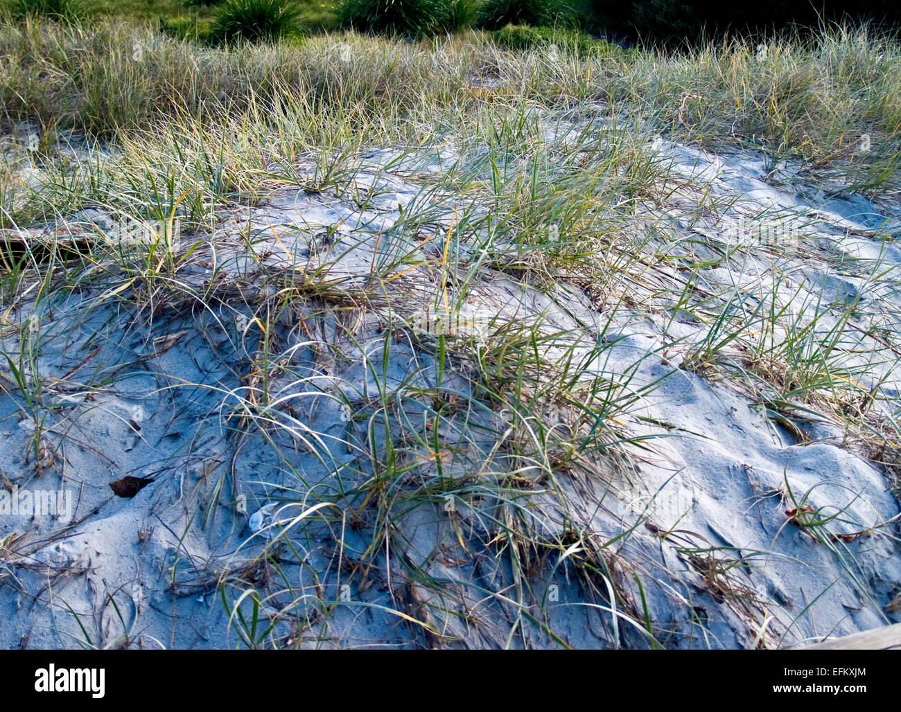 Grasses stabilising sand dune Stock Photo