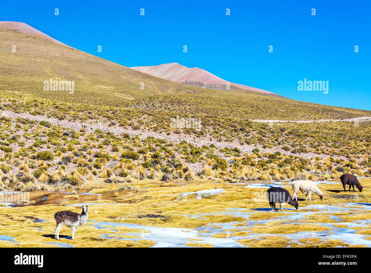 Andean landscape in Bolivia with four llamas in the foreground near Uyuni Stock Photo