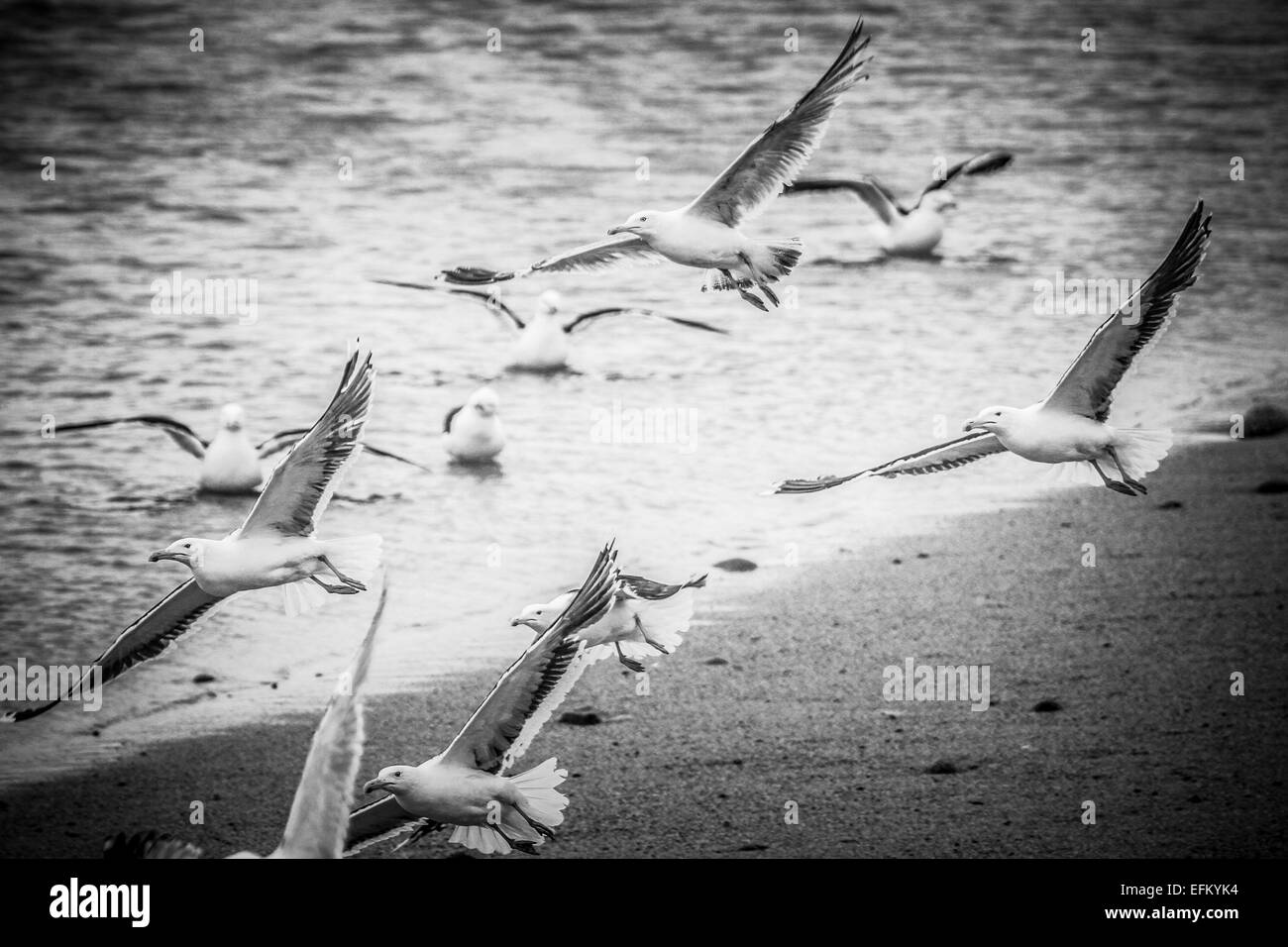 Black and white image of seagulls flying from beach, Isles of Scilly, UK Stock Photo