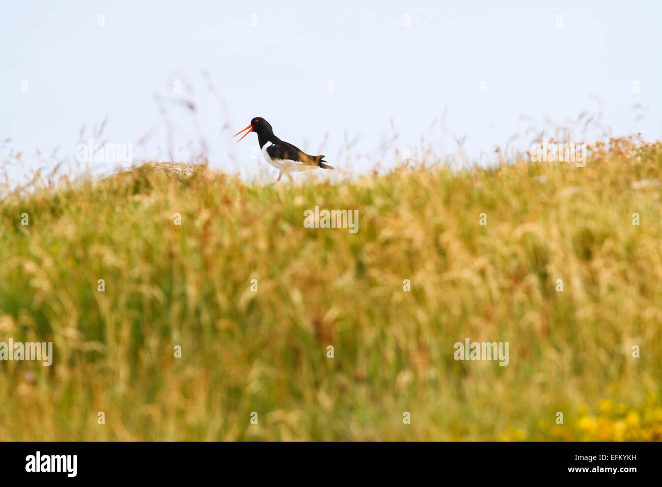 Oyster catcher in coastal meadow, Isles of Scilly, United Kingdom Stock Photo