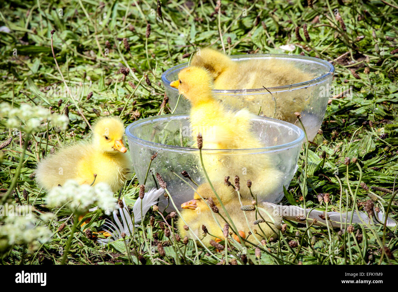 Goslings (baby geese) bathing in glass bowls in garden Stock Photo