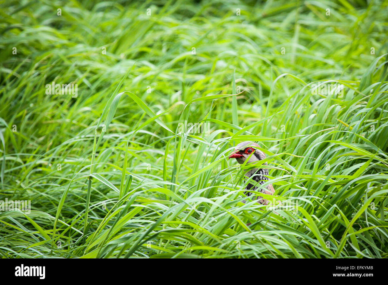 Red-legged partridge hidden amongst grass, Isles of Scilly, UK Stock Photo