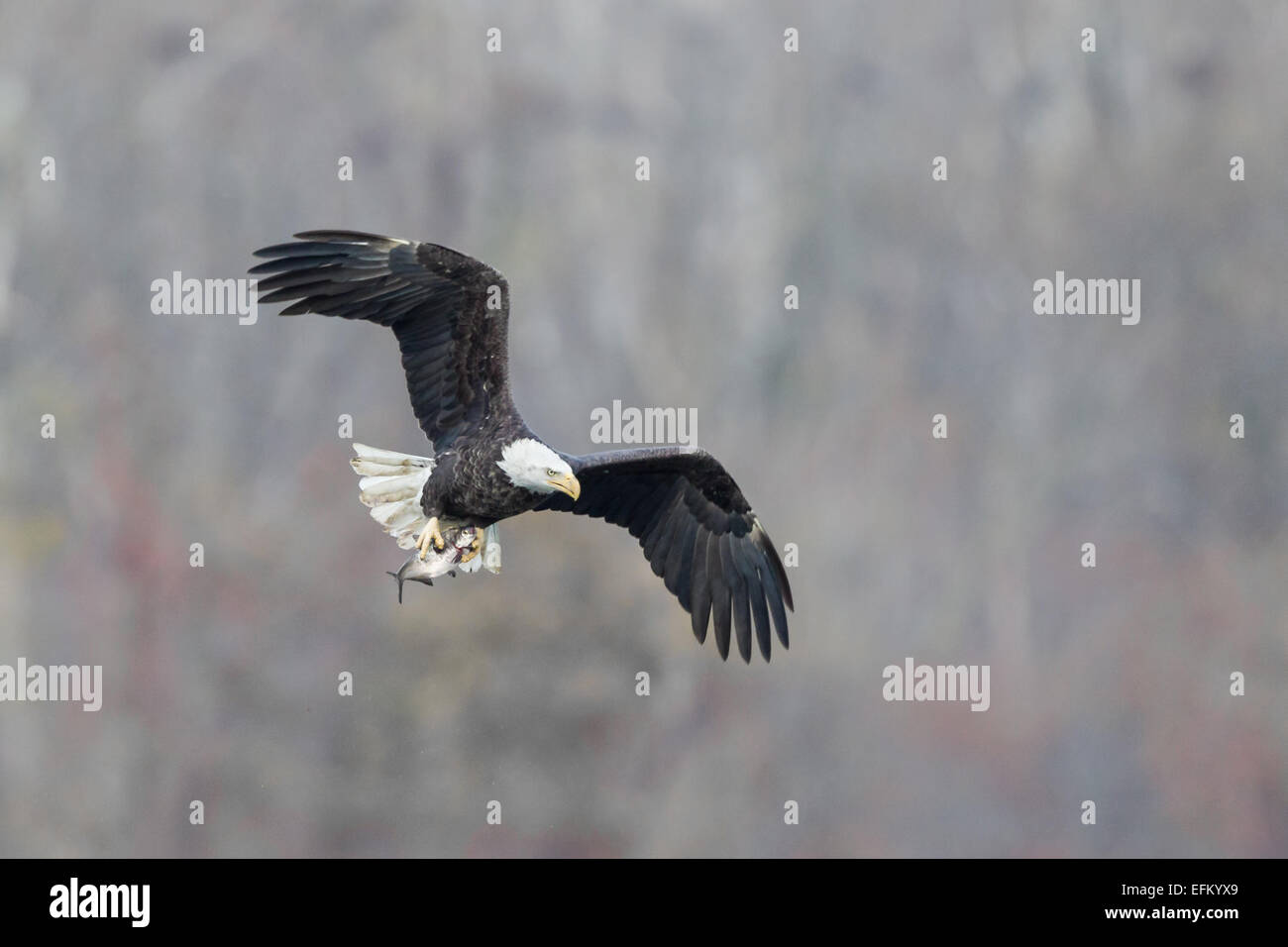 Soaring Bald Eagle with freshly caught fish Stock Photo