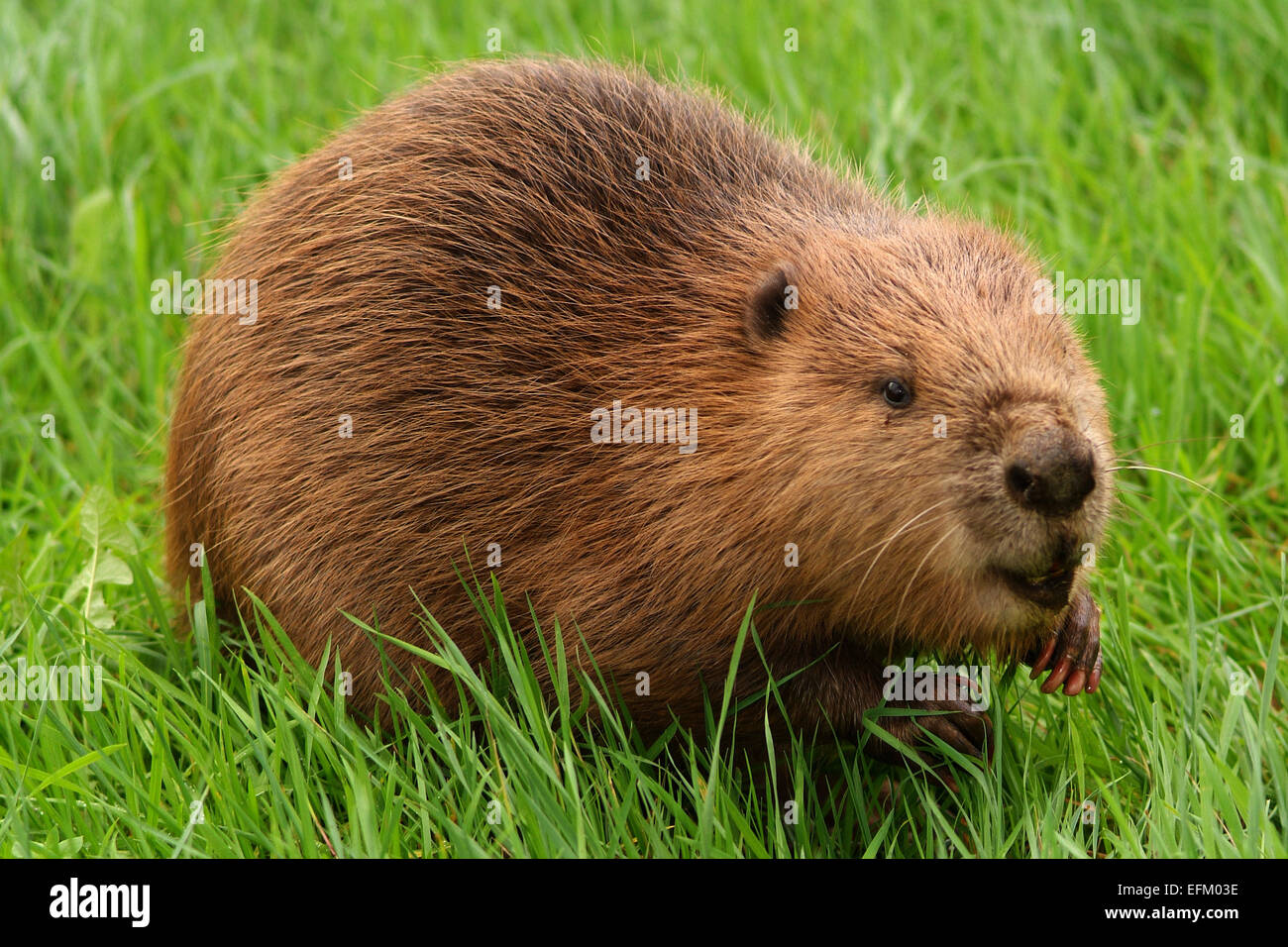 A Eurasian Beaver(Castor Fiber) at Escot Country Park,Ottery St.Mary,Devonshire,UK,possibly one of the animals that escaped.a UK Stock Photo