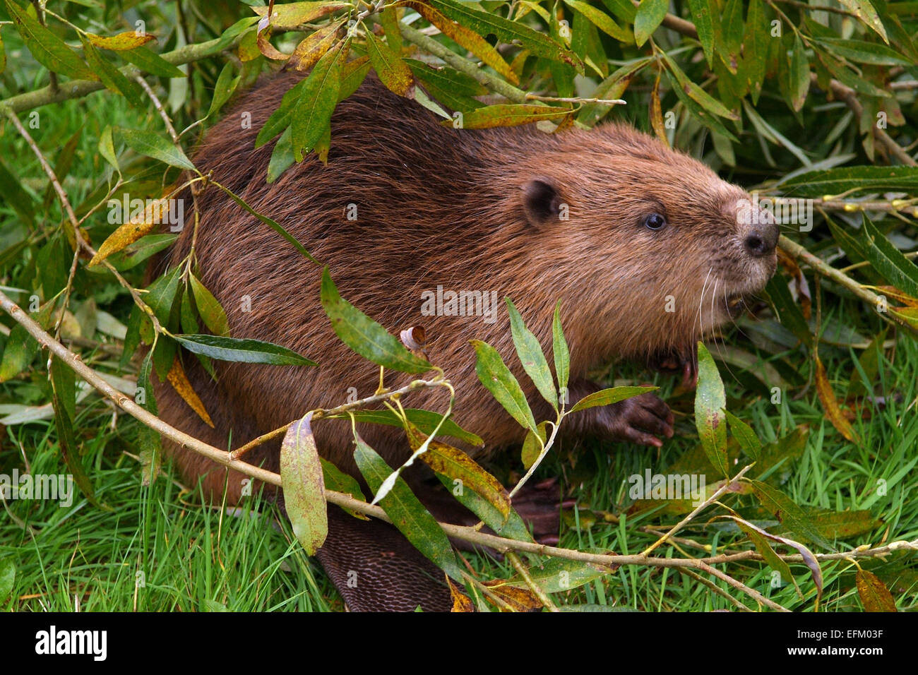 A Eurasian Beaver(Castor Fiber) at Escot Country Park,Ottery St.Mary,Devonshire,UK,possibly one of the animals that escaped.a UK Stock Photo