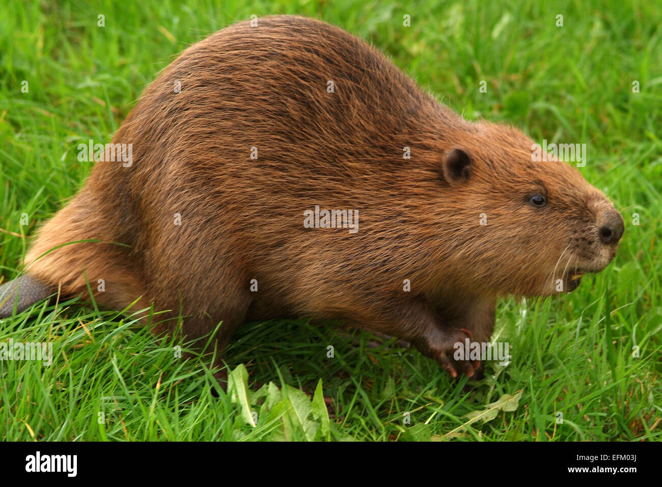 A Eurasian Beaver(Castor Fiber) at Escot Country Park,Ottery St.Mary,Devonshire,UK,possibly one of the animals that escaped.a UK Stock Photo