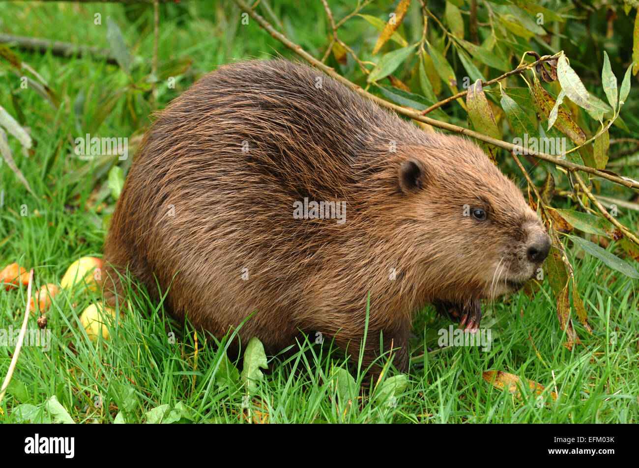 A Eurasian Beaver(Castor Fiber) at Escot Country Park,Ottery St.Mary,Devonshire,UK,possibly one of the animals that escaped.a UK Stock Photo