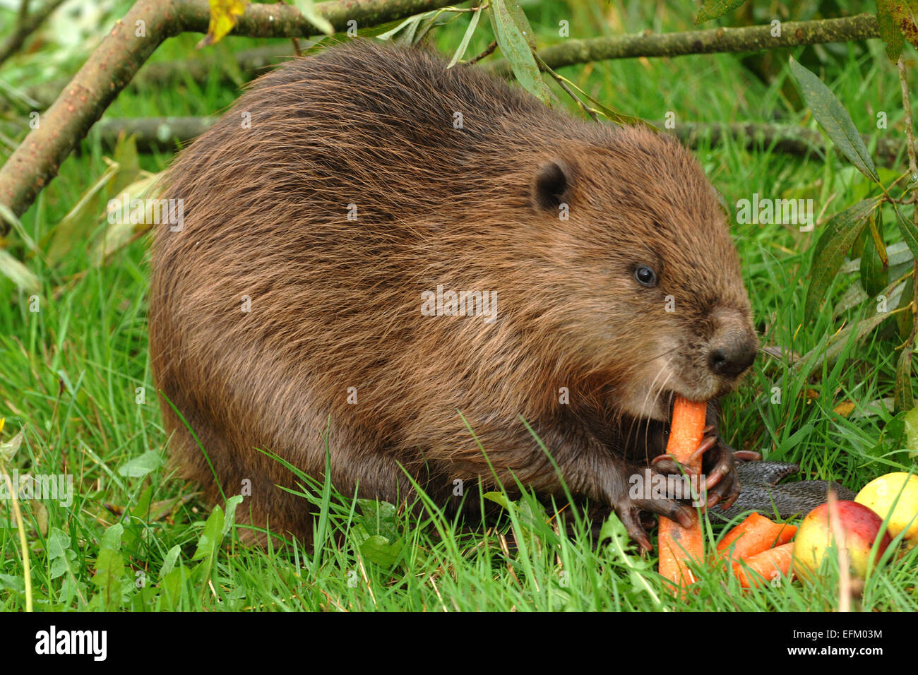 A Eurasian Beaver(Castor Fiber) at Escot Country Park,Ottery St.Mary,Devonshire,UK,possibly one of the animals that escaped.a UK Stock Photo