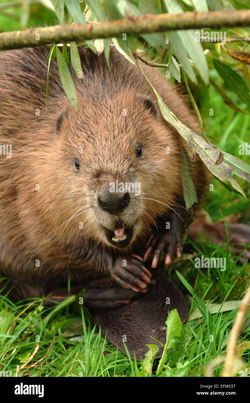 A Eurasian Beaver(Castor Fiber) at Escot Country Park,Ottery St.Mary,Devonshire,UK,possibly one of the animals that escaped.a UK Stock Photo