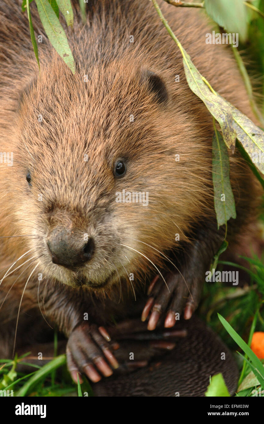 A Eurasian Beaver(Castor Fiber) at Escot Country Park,Ottery St.Mary,Devonshire,UK,possibly one of the animals that escaped.a UK Stock Photo