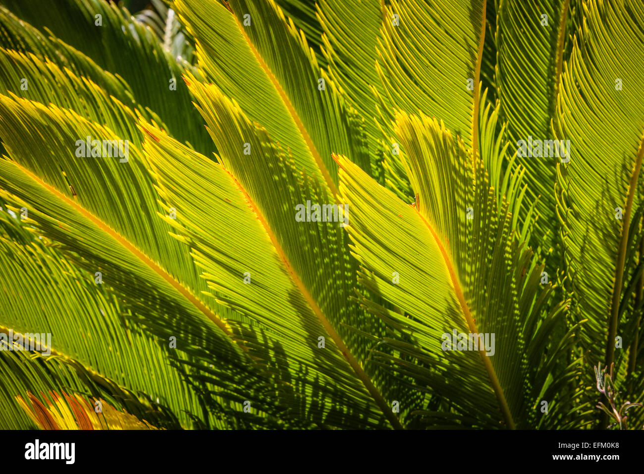 Detail of green sunlit palm leaves Stock Photo
